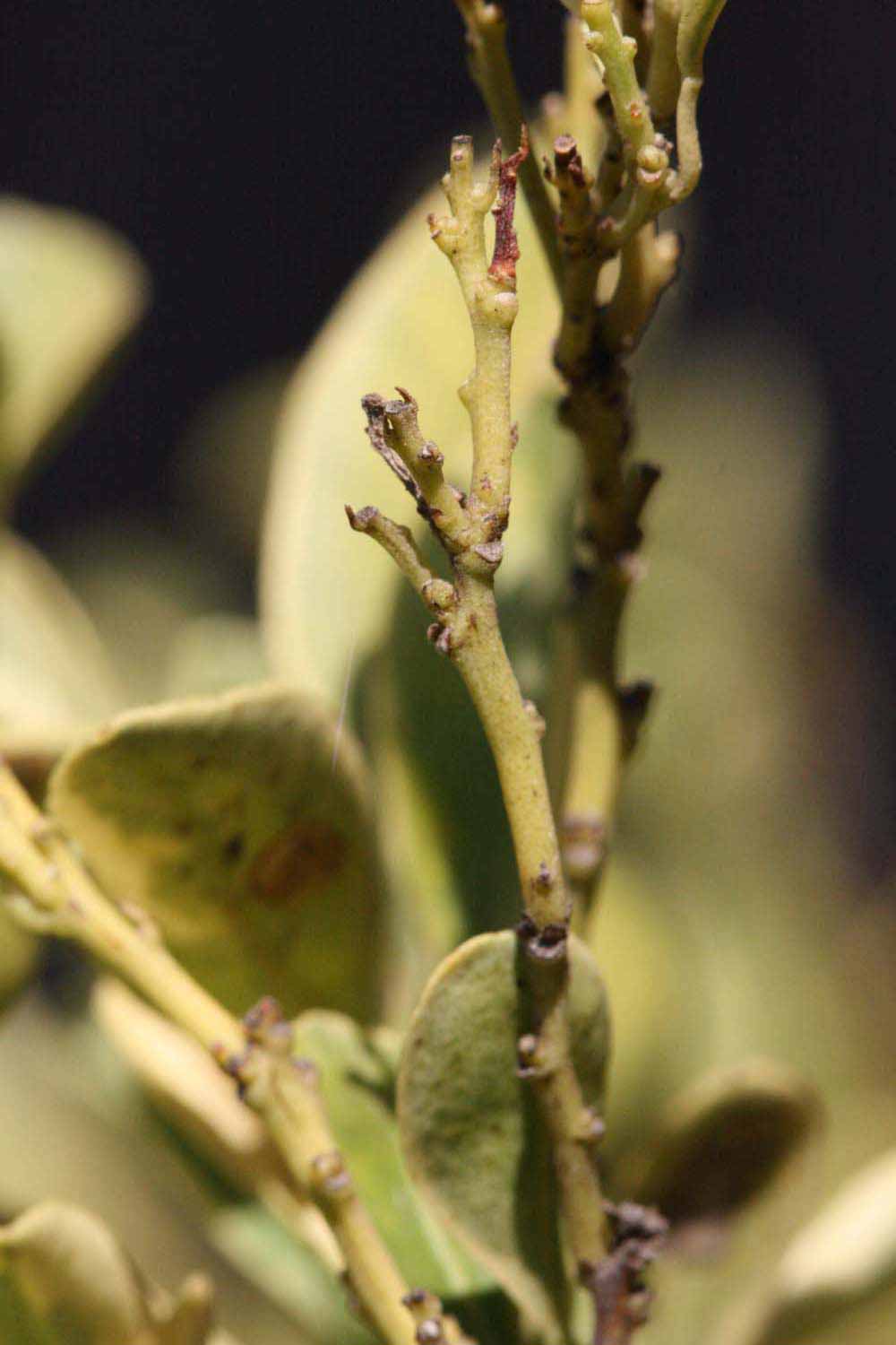              First year twig (Riverside, CA)       